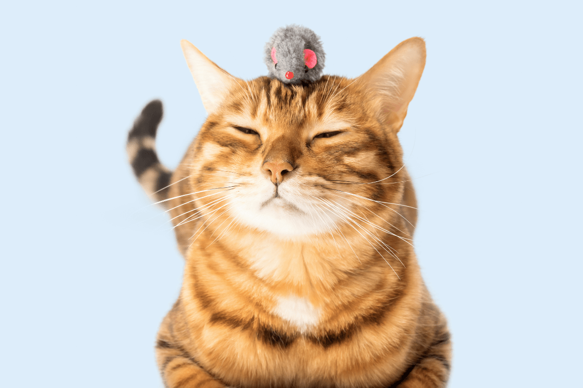 Petz Toyz cat and mouse 