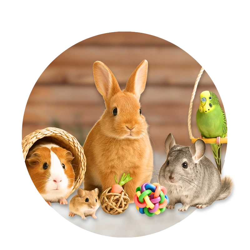Rabbit, guinea pig, hamster, chinchilla, and budgie with colorful toys